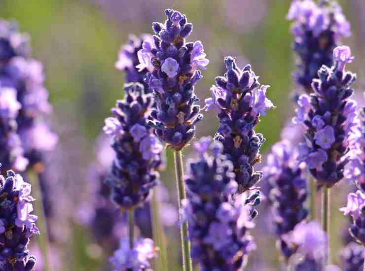 lavanda insecto