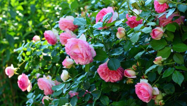 rosier