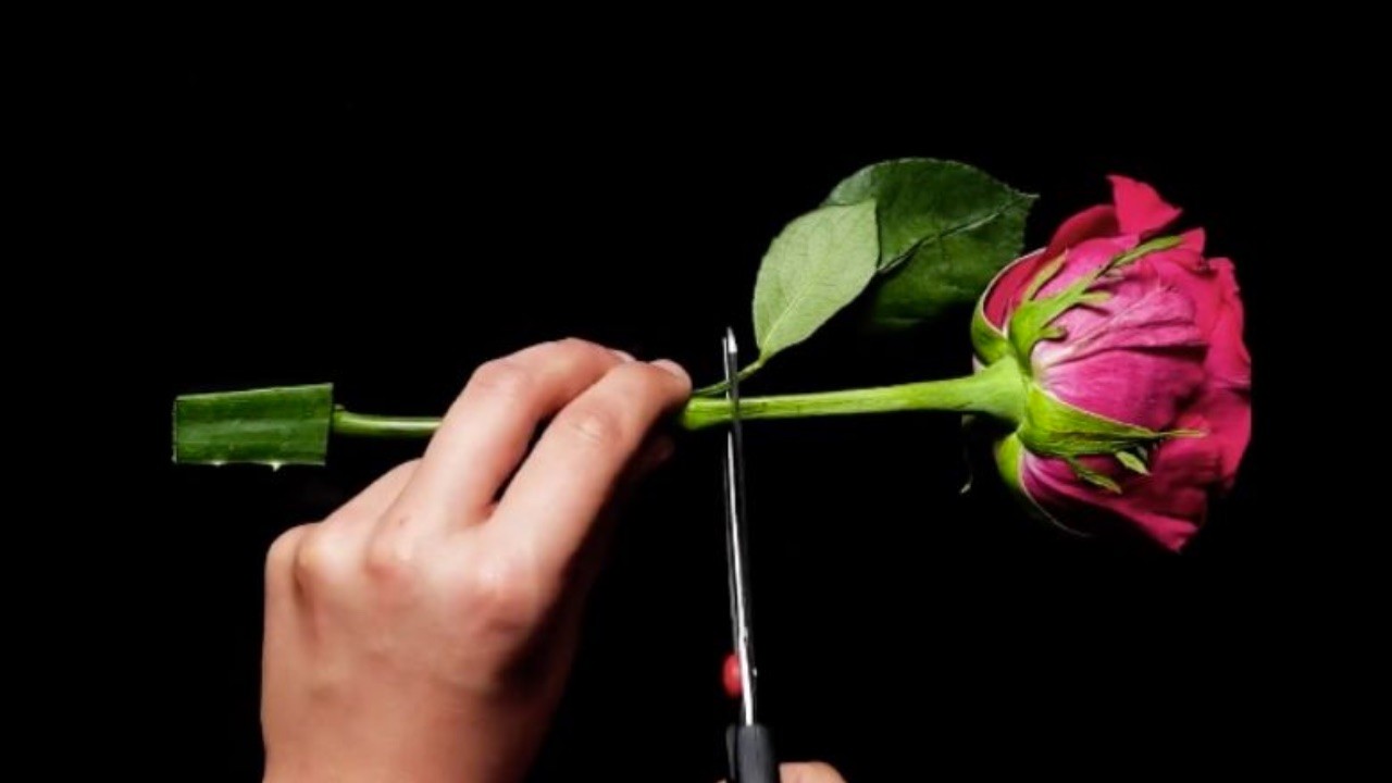 rose