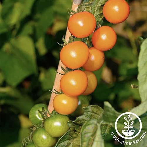 1 sungold