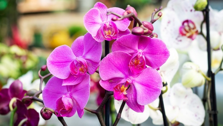 Ne jetez pas les vieilles orchidées Ne jetez pas les vieilles orchidées