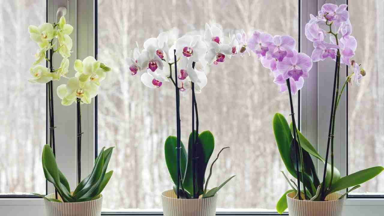 Orchidées