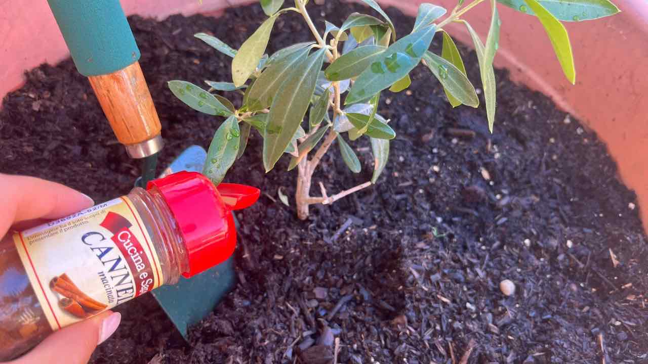 cannelle dans les plantes