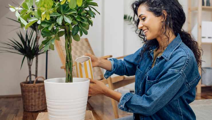 Dünger für Pflanzen Engrais pour plantes