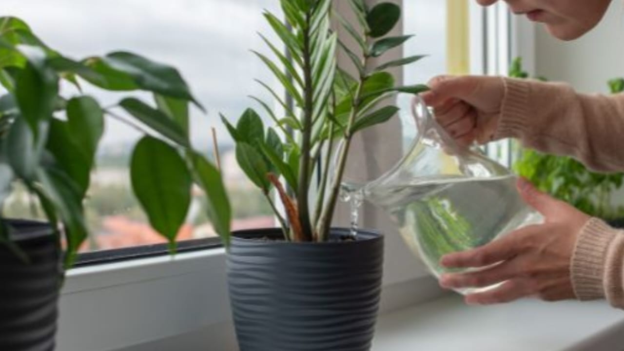 Arroser les plantes