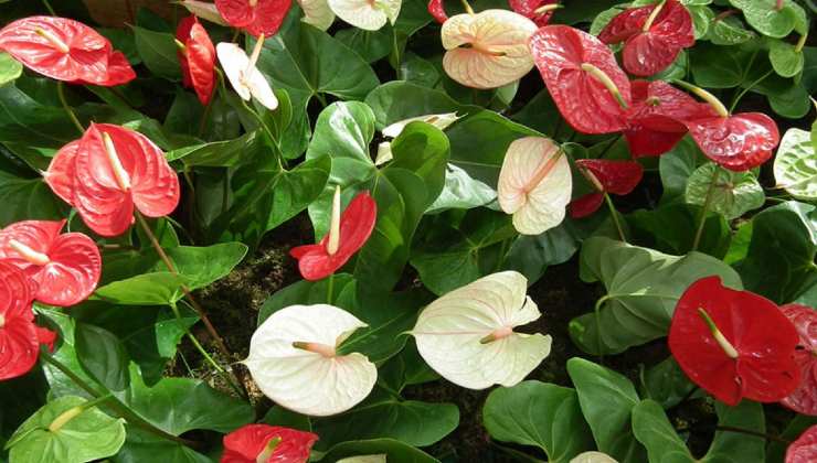 Anthurium sain et luxuriant