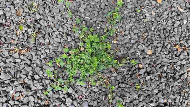 Mauvaises herbes dans le gravier Mauvaises herbes dans le gravier
