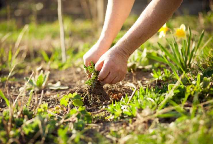 Mauvaises herbes Mauvaises herbes