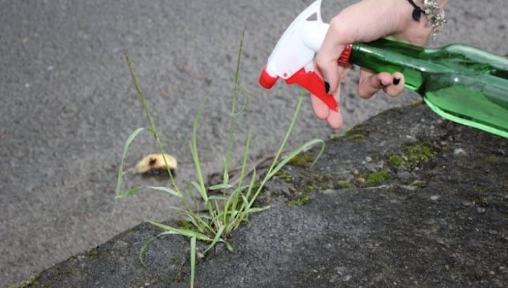La méthode naturelle pour éliminer les mauvaises herbes La méthode naturelle pour éliminer les mauvaises herbes