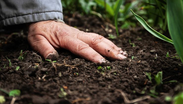 Engrais pour plantes Engrais pour plantes