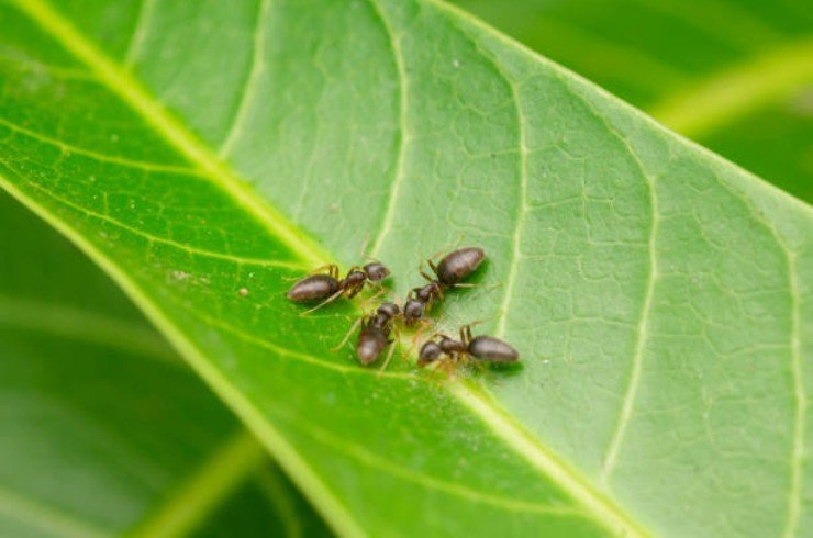 Fourmis