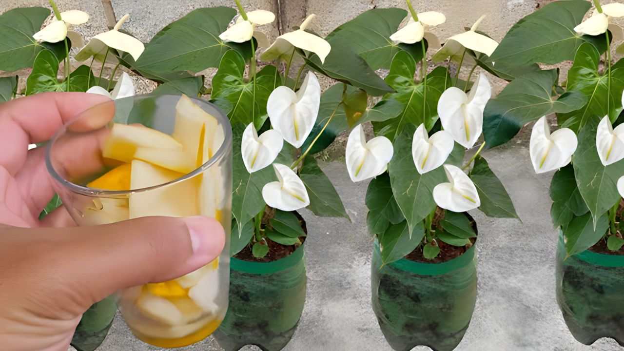 Ingrédient pour les plantes