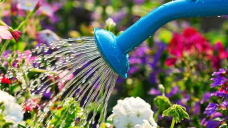 Arrosage des plantes