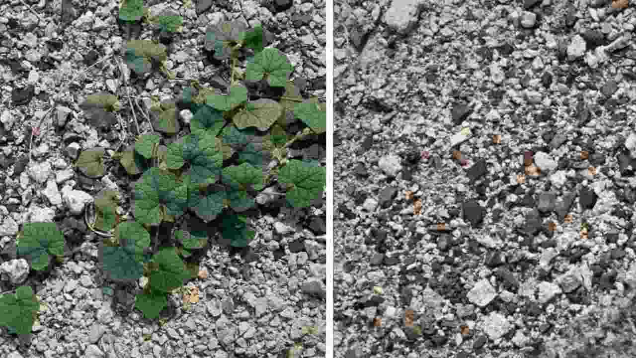Méthode infaillible pour éliminer les mauvaises herbes dans le gravier Méthode infaillible pour éliminer les mauvaises herbes dans le gravier