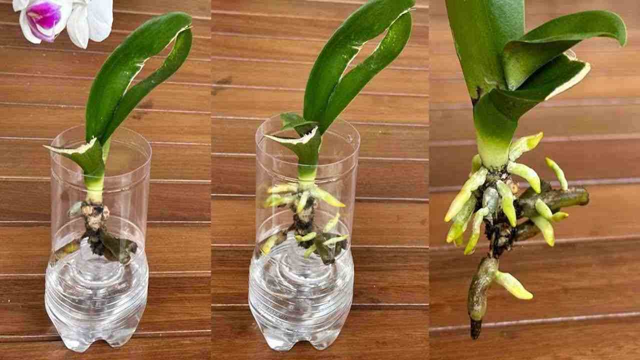 Orchidée en bouteille Orchidée en bouteille