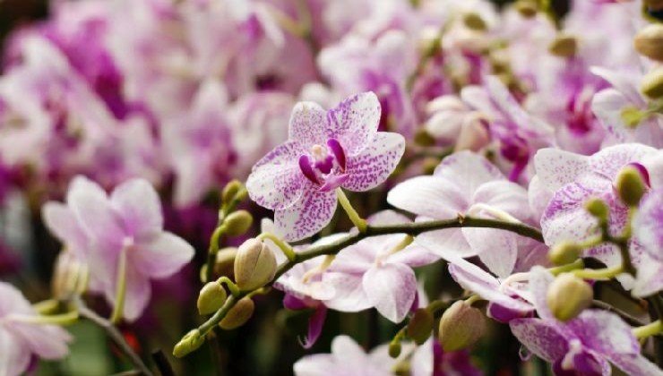 Orchidée luxuriante