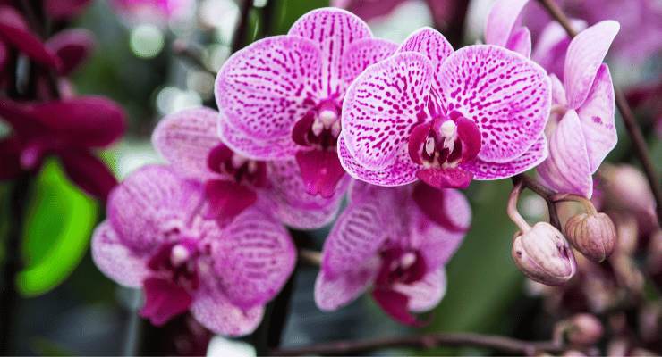 Orchidée Orchidée