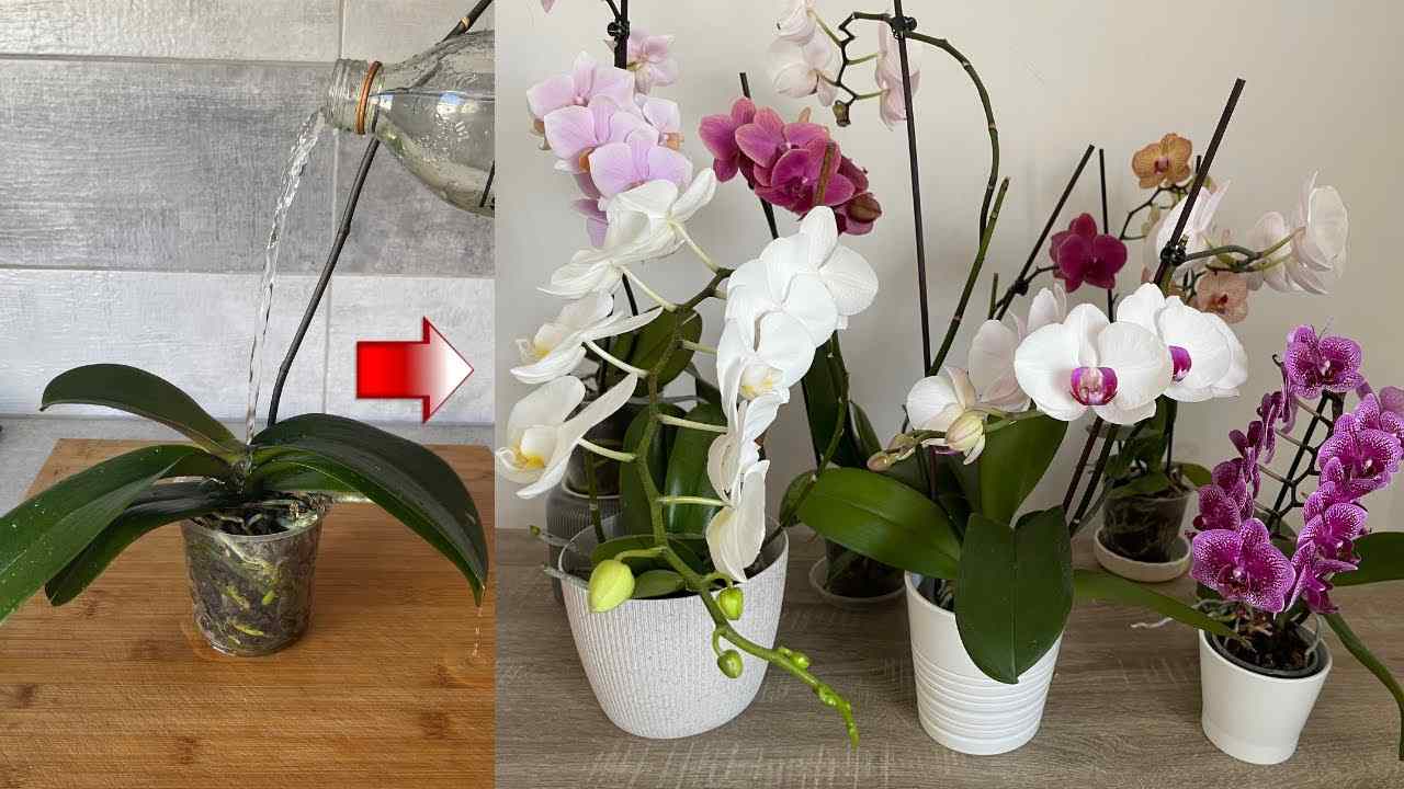 Orchidées