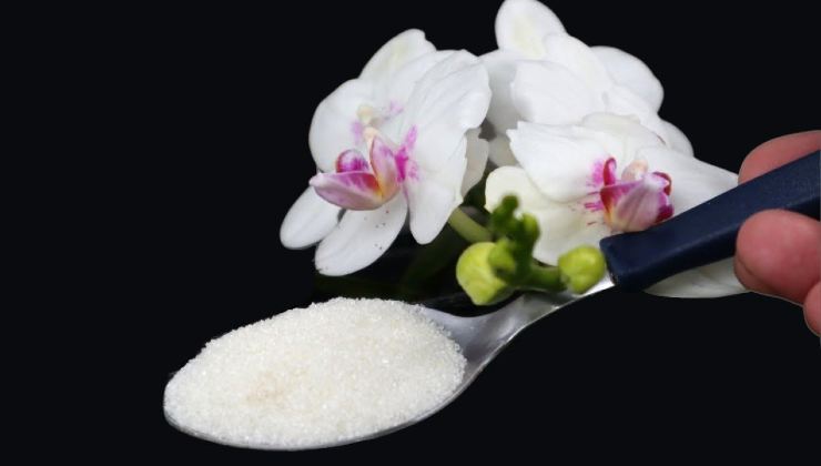 Orchidées saines