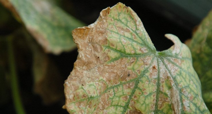 Parasites dans les plantes