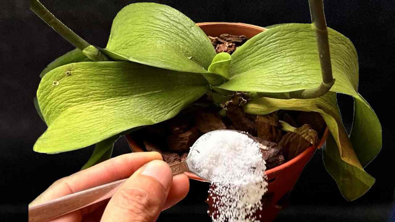 Plante fanée Plante fanée
