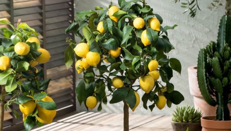 Pianta di limoni Citronnier