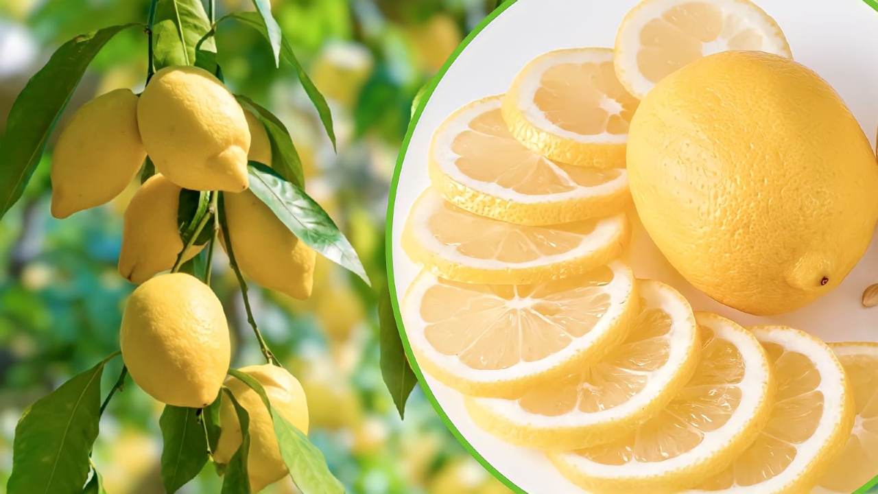 Citronnier