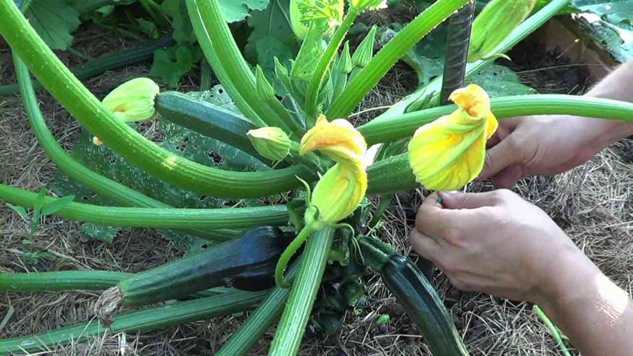 Potare zucchine orto Taille du potager de courgettes