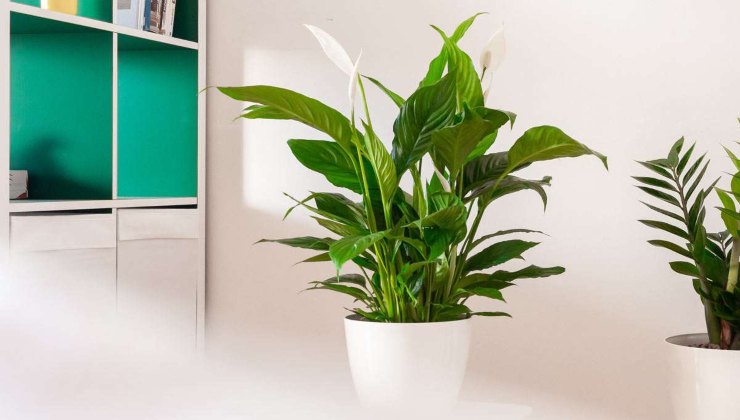 Spathiphyllum Spathiphyllum