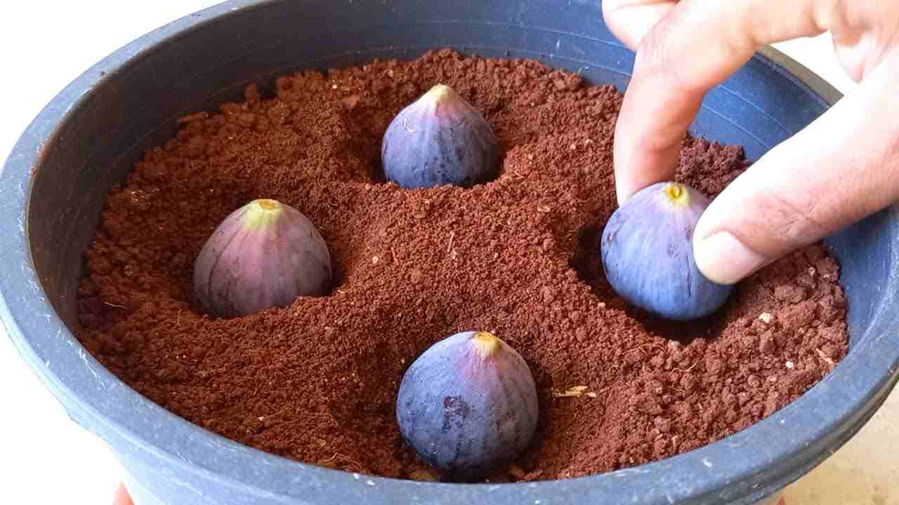 figues par terre figues par terre