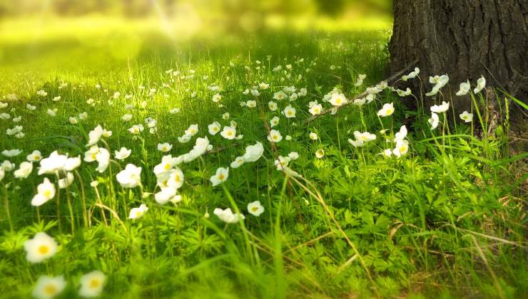 Fleur : l'ingrédient pour rendre les plantes luxuriantes