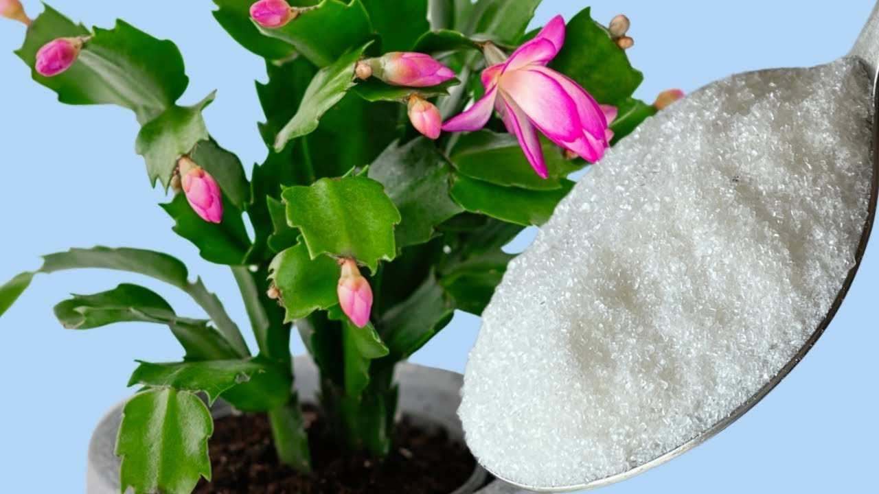 Plantes à fleurs
