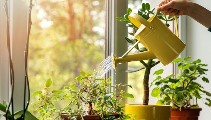 Fongicide pour plantes
