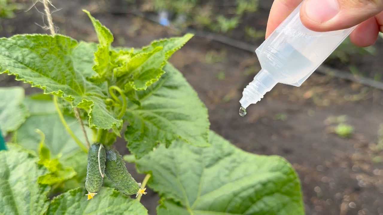 gocce nella pianta gouttes dans la plante