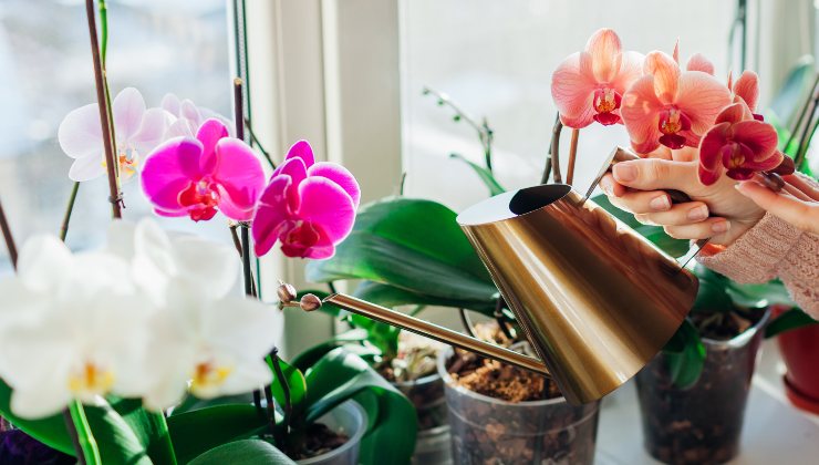 Entretien des orchidées Entretien des orchidées