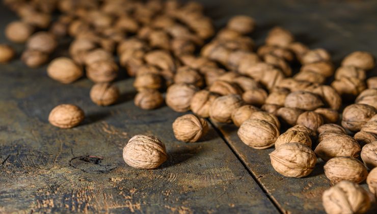 Noix : c'est pourquoi les coques sont utilisées sur les plantes
