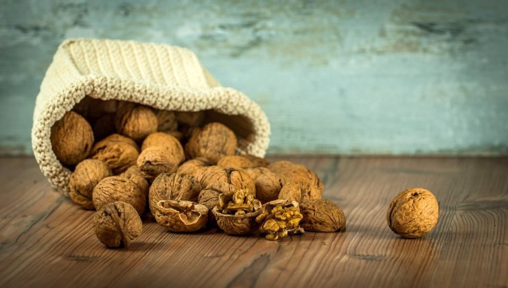 Les plantes : l'ingrédient pour les rendre fortes et robustes