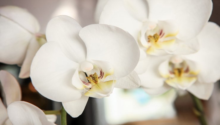 Orchidée : voici comment avoir des fleurs abondantes