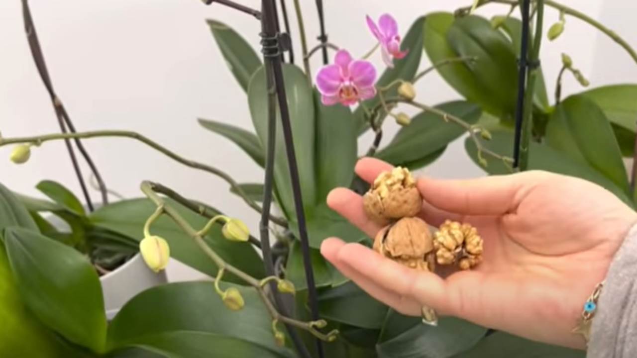 Orchidée : voici comment avoir des fleurs abondantes