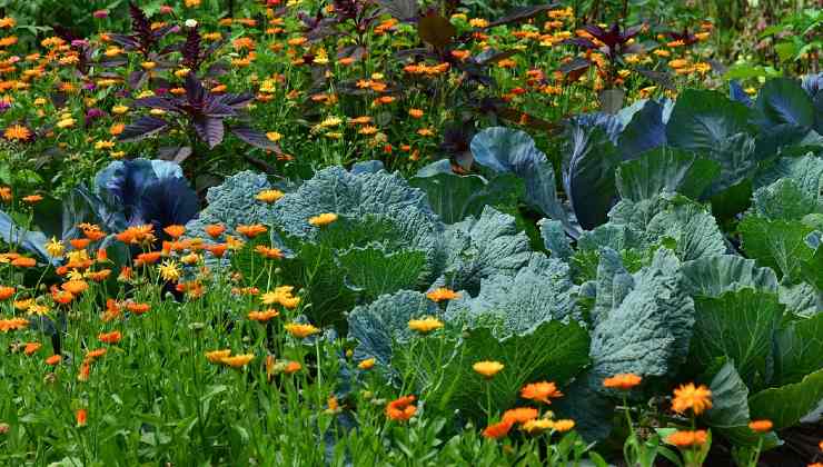 Giardinaggio Jardinage