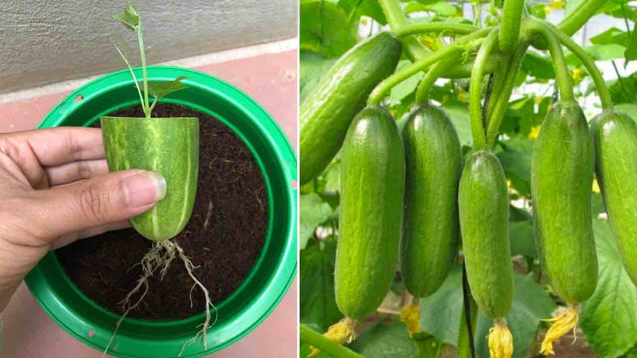 Planter des concombres