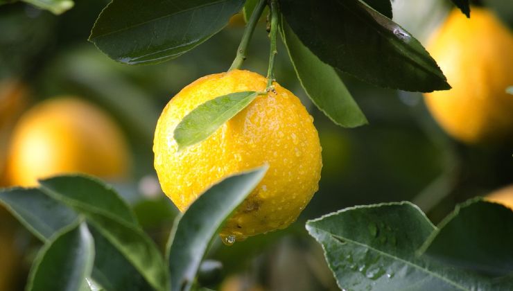Citronnier