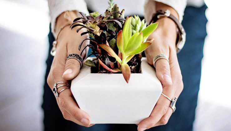 Les plantes : l'ingrédient pour les rendre fortes et robustes
