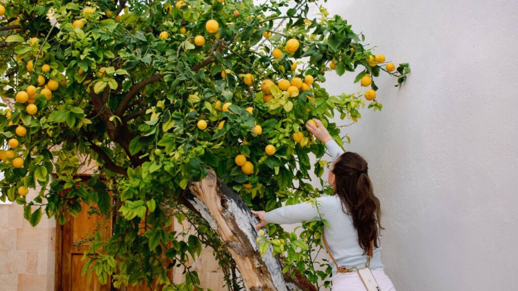 Pourquoi votre citronnier ne produitil pas de citrons et comment faire beaucoup de fruits