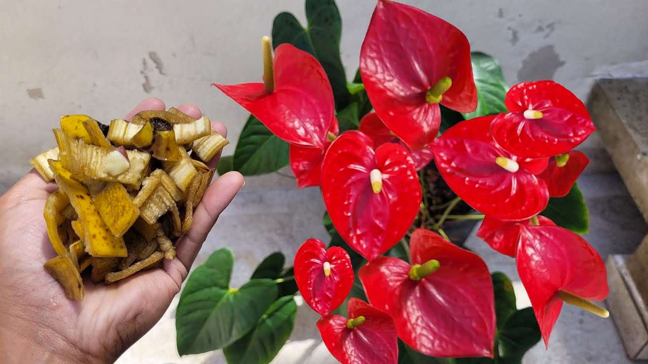 remède à l'anthurium