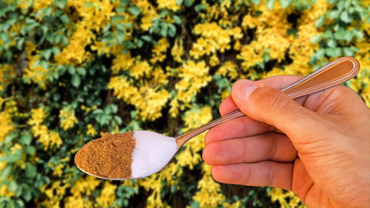 solution plantes jaunissantes