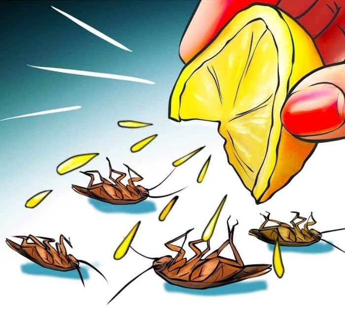 Trucs et astuces pour un répulsif naturel contre les cafards