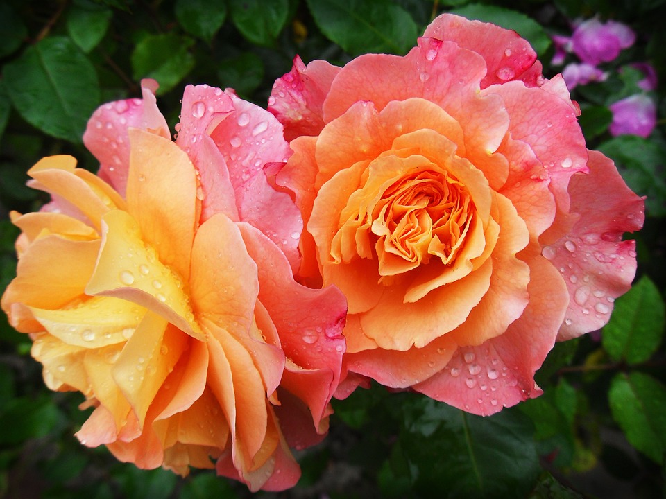 Fleurs, Pétales, Rosée, Gouttes De Rosée, Gouttes, Roses