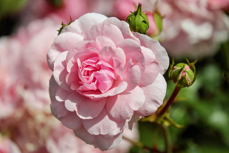 Rose, Rose, Fleur, S'Épanouir, Bloom, Pétales De Rose