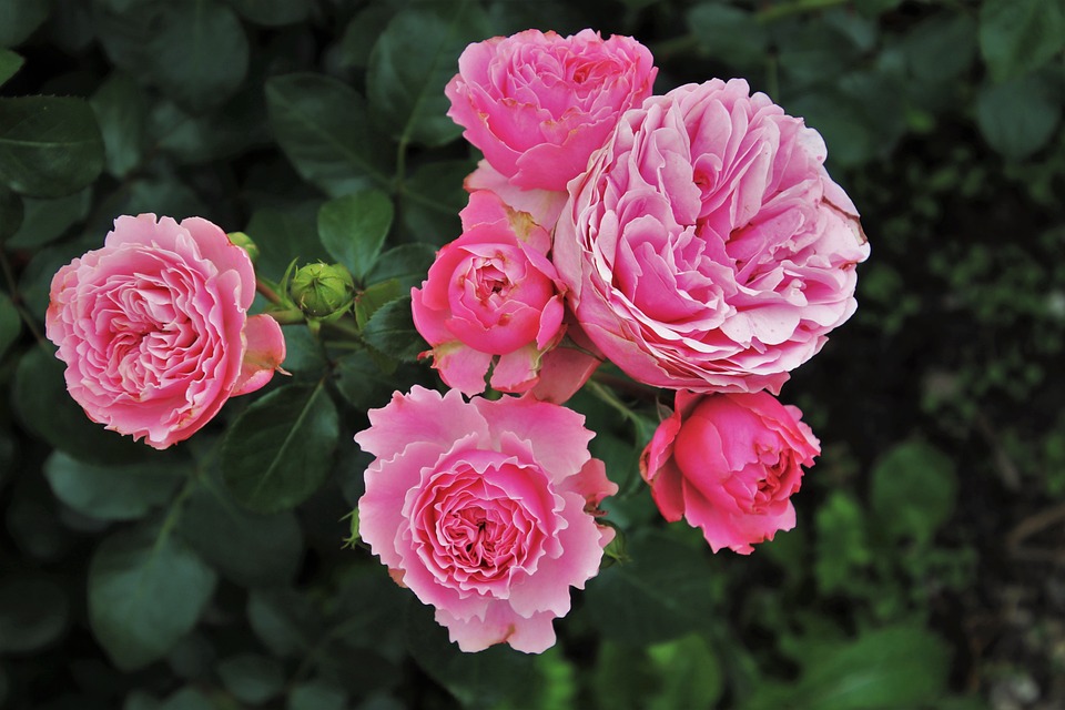 Roses, Fleurs, Plantes, Roses De Jardin, Roses Roses